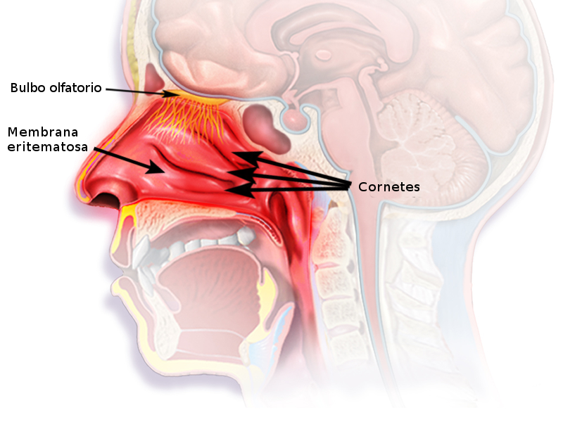 digitopuntura congestion nasal